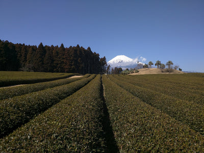 organic hojicha - roasted japanese green tea powder